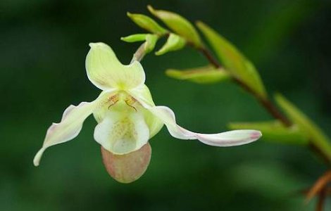 Cea mai mica orhidee din lume