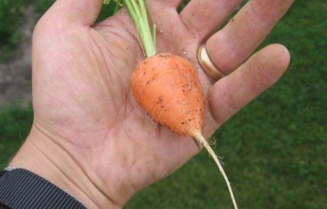 Concurs: Cel mai mic penis din lume