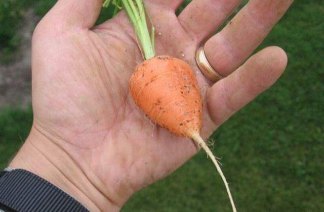 Concurs: Cel mai mic penis din lume