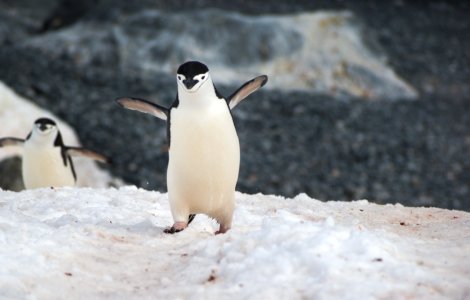 Un aisberg gigantic pune în pericol o colonie de pingiuni din Georgia de Sud