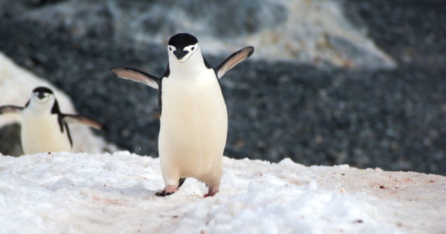 Un aisberg gigantic pune în pericol o colonie de pingiuni din Georgia de Sud