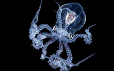 Pare de pe altă planetă:...