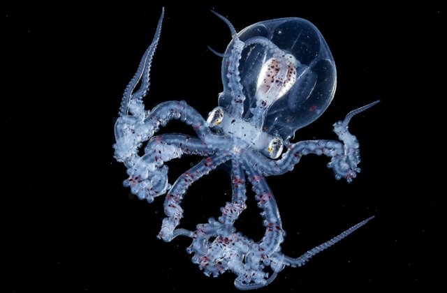 Pare de pe altă planetă: Fotografii inedite cu misterioasa caracatiță transparentă