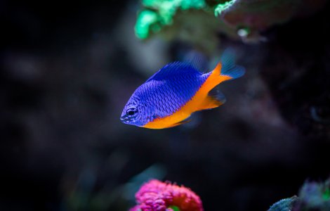 Descoperire incredibilă: Un pește a reușit să „domesticească” creveții