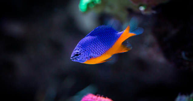 Descoperire incredibilă: Un pește a reușit să „domesticească” creveții