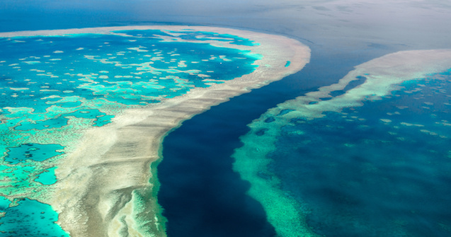 Un program de fertilizare in vitro ar putea salva Marea Barieră de Corali