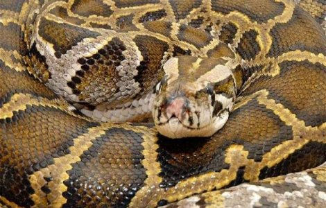 Un piton urias de 60 kg a fost capturat in SUA