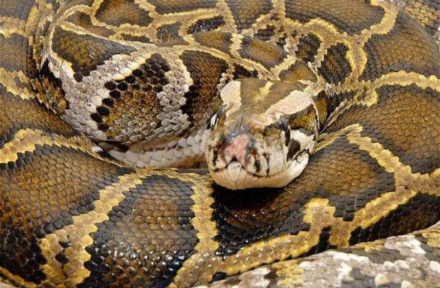 Un piton urias de 60 kg a fost capturat in SUA