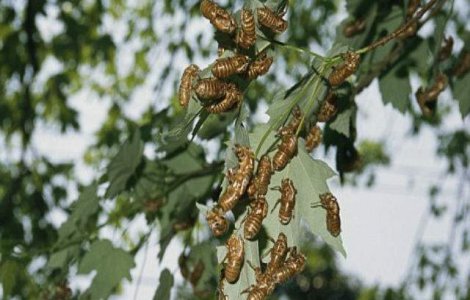 Americanii se pregatesc pentru "Swarmageddon" - invazia insectelor