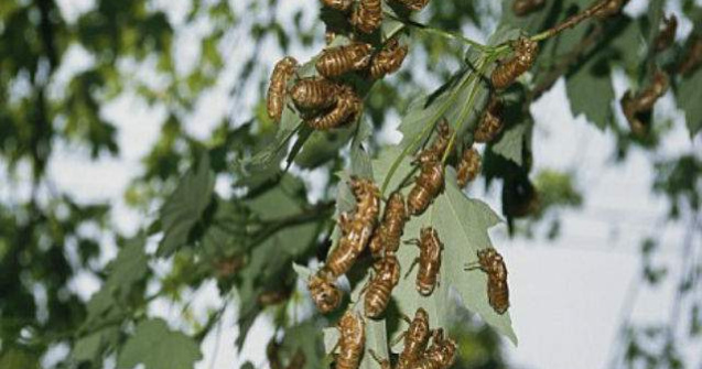 Americanii se pregatesc pentru "Swarmageddon" - invazia insectelor