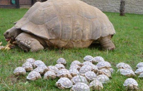  Top  Ziua Mondiala a Broastelor Testoase: Top 10 curiozitati