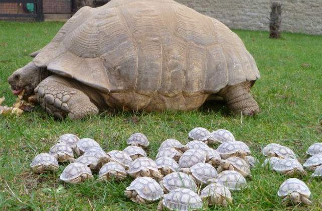 Ziua Mondiala a Broastelor Testoase: Top 10 curiozitati