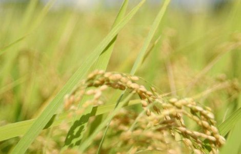 Japonezii au plantat orez la 15 km de centrala de la Fukushima