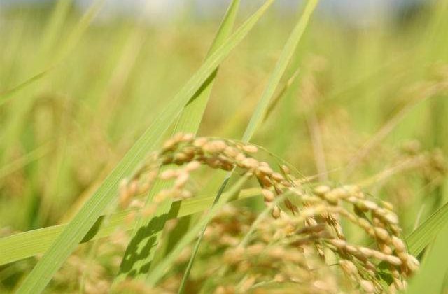 Japonezii au plantat orez la 15 km de centrala de la Fukushima