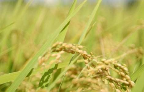 Japonezii au plantat orez la 15 km de centrala de la Fukushima