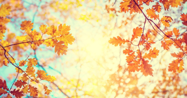 Noiembrie 2020, a doua cea mai călduroasă lună din istorie