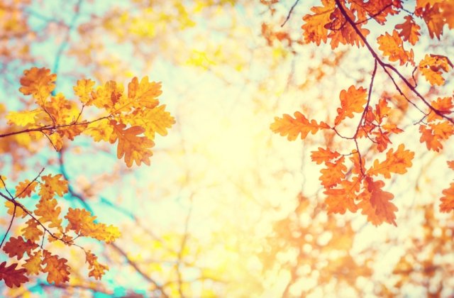 Noiembrie 2020, a doua cea mai călduroasă lună din istoria &icirc;nregistrărilor meteorologice