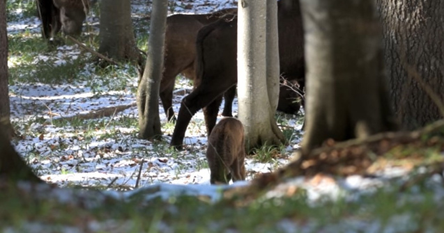 VIDEO Primul pui de zimbru născut în libertate, în Munții Făgăraș