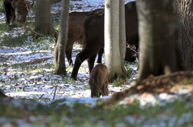 VIDEO Primul pui de zimbru născut &icirc;n libertate, &icirc;n Munții Făgăraș