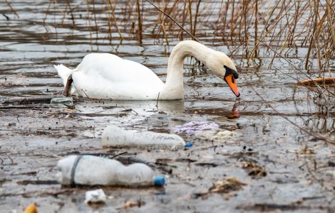 Pompierii clujeni au salvat o lebădă epuizată care plutea printre deșeuri