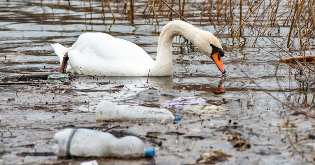 Pompierii clujeni au salvat o lebădă epuizată care plutea printre deșeuri
