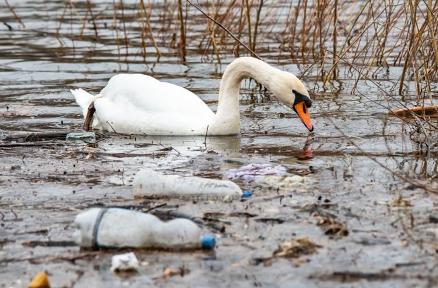 Pompierii clujeni au salvat o lebădă epuizată care plutea printre deșeuri