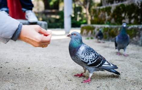  Top  Vei rămâne surprins! 5 lucruri ciudate care sunt interzie în diferite țări