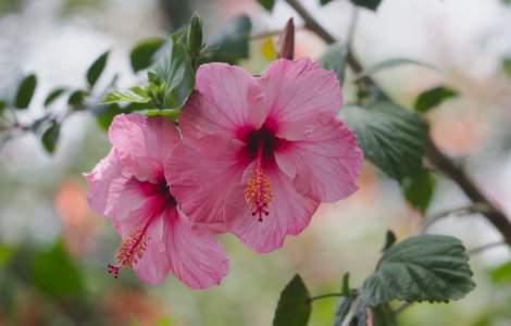 Plantarea și creșterea hibiscusului