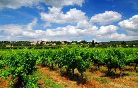 Viticultorii englezi, marii beneficiari ai incalzirii globale