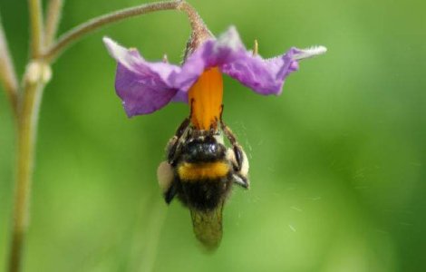 CE adopta o restrictie privind utilizarea unor pesticide nocive