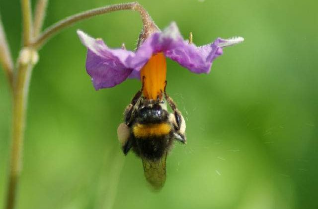 CE adopta o restrictie privind utilizarea unor pesticide nocive