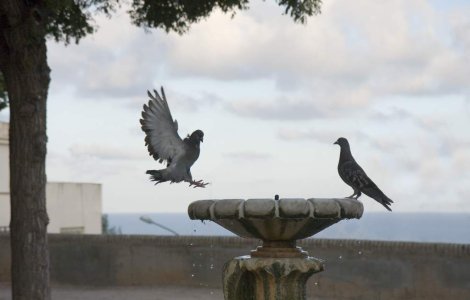 Un barbat s-a aruncat intr-o fantana pentru a obtine o locuinta