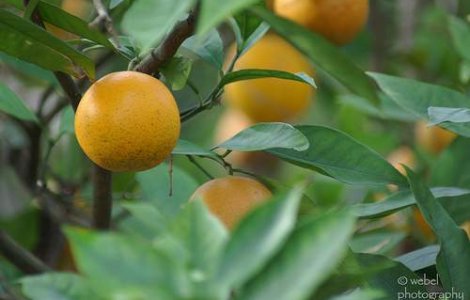 Portocalele ne feresc de cancer