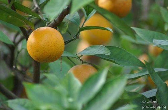 Portocalele ne feresc de cancer