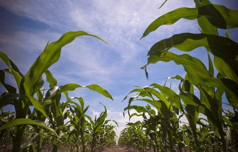 Agricultura vs. apicultura: De dragul albinelor, vom pierde bani