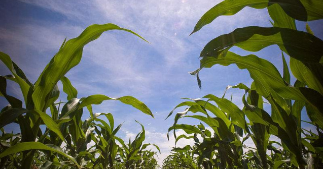Agricultura vs. apicultura: De dragul albinelor, vom pierde bani
