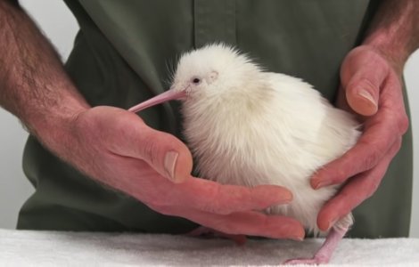 A murit Manukura, pasărea kiwi care a inspirat o carte și jucării cu chipul ei