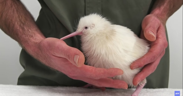 A murit Manukura, pasărea kiwi care a inspirat o carte și jucării cu chipul ei