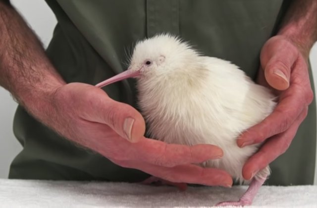 A murit Manukura, pasărea kiwi care a inspirat o carte și jucării cu chipul ei