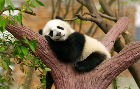 Al doilea pui de panda gigant născut în Taiwan a fost prezentat publicului