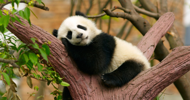 Al doilea pui de panda gigant născut în Taiwan a fost prezentat publicului