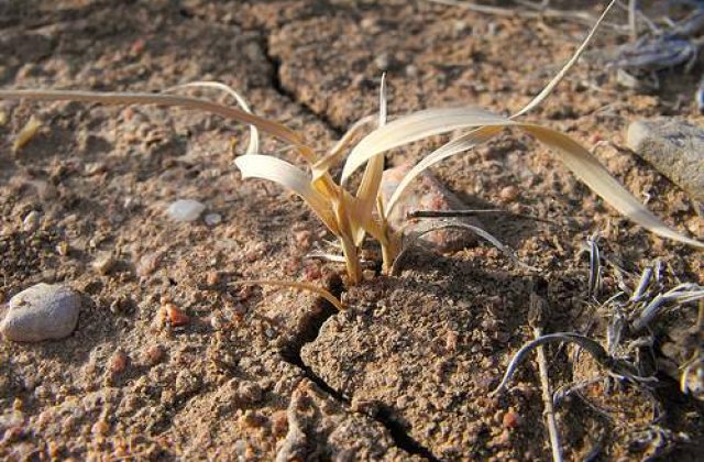 Schimbarile climatice vor afecta grav agricultura din sudul si sud-vestul tarii