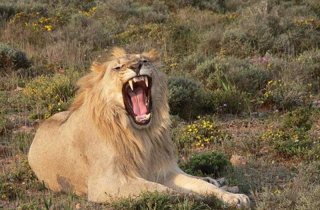 Nici americanii nu mancanca asa ceva: Restaurante care ofera carne de leu