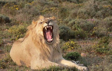 Restaurante care ofera carne de leu, in centrul unui scandal in SUA