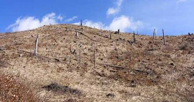 Defrisarile masive din judetul Alba au speriat ministrul Padurilor