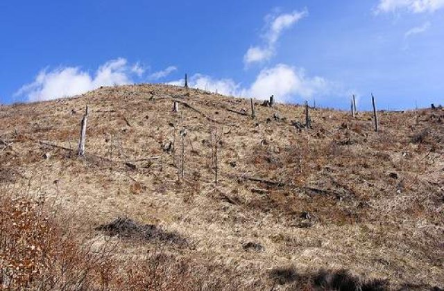 Defrisarile masive din judetul Alba au speriat ministrul Padurilor