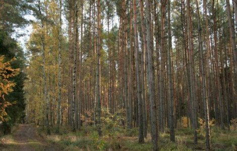 Suprafata fondului forestier din Romania a ramas constanta anul trecut