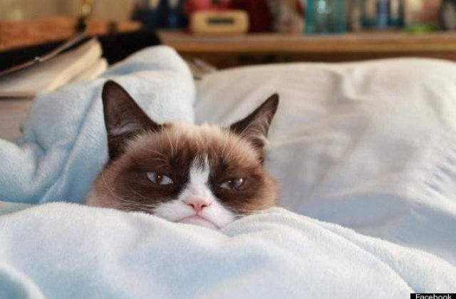Hollywood a ramas fara idei: Grumpy Cat va juca intr-un film