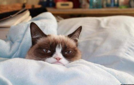 Hollywood a ramas fara idei: Grumpy Cat va juca intr-un film