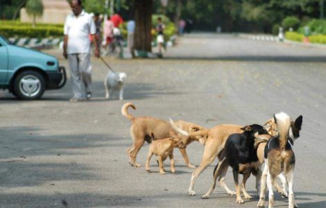 Bucurestenii nu vor fi amendati daca hranesc cainii vagabonzi